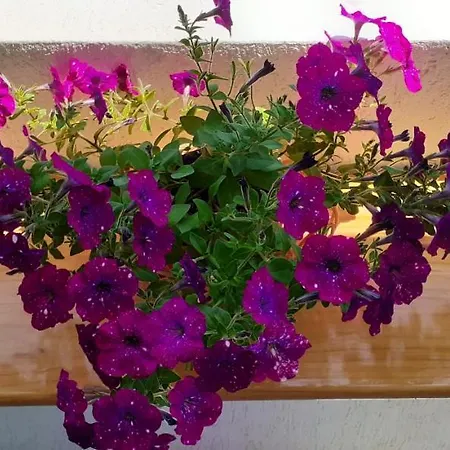 Apartamento Maria's - Free Parking Area, No Ztl Cefalú